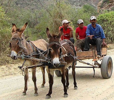 South Africa Donkey Carts South Africa, Donkey Cart, South Africa Art, Farm Animal Paintings, All About Africa, Pull Wagon, Landscape Photography Art, African Christmas, South African Art