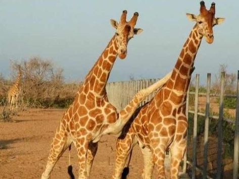 Hey Buddy Giraffes, Best Friends Forever, Bones Funny, Friends Quotes, Friends Forever, Friendship Quotes, Baby Animals, Funny Animals