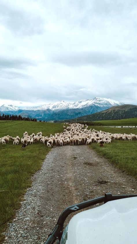 Farming Sheep, New Zealand Farm, Farming Lifestyle, Sheep Ranch, Sheep Farming, Beef Farming, Australian Sheep, Dream Life Goals, Sheep Paintings