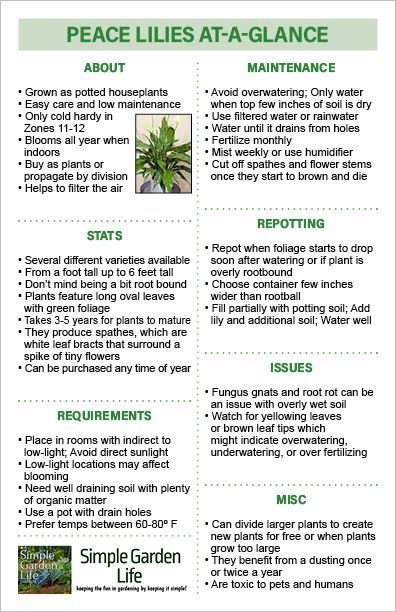 Printable Peace Lilies At-A-Glance Growing Guide by simplegardenlife.com Planting Seed Potatoes, Peace Lily Plant Care, Lilly Plants, Peace Lily Care, Lily Plant Care, Peace Lilies, Peace Lily Plant, Planting Potatoes, New Potatoes