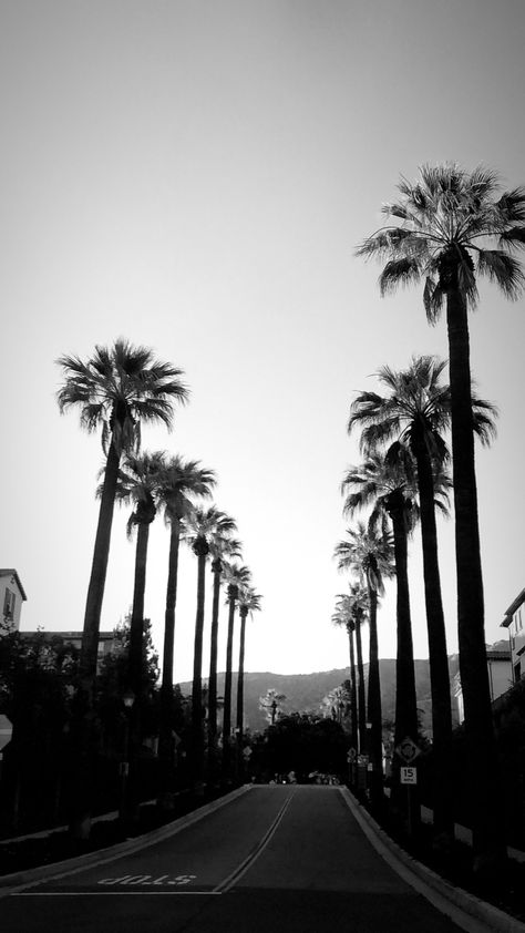 Black and white California palm trees Backgrounds Black And White, Lock Screen Ideas, Black And White Photo Wall, Black And White Picture Wall, Phone Screen Wallpaper, Coastal Life, Iphone Homescreen Wallpaper, Iphone Wallpaper Photos, Black And White Wallpaper