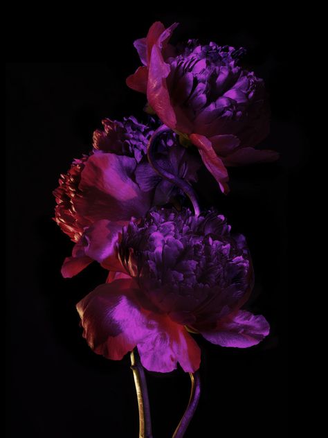 Candice Milon > Overview | Margot de Roquefeuil - Artist Management Billy Kidd, Pretty Flacko, Rainbow Rocks, Plant Fungus, Floral Wallpaper Iphone, Flower Iphone Wallpaper, Deep Winter, Artist Management, Homescreen Wallpaper