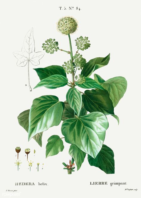 Common Ivy, Ivy Flower, Fauna Illustration, Hedera Helix, Ivy Plants, Plant Vector, Botanical Artwork, Botanical Illustrations, Floral Image