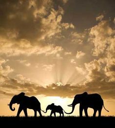 ELEPHANT  FAMILY  HOLDING TAILS  AS  THEY  WALK Three Elephants, Elephant Facts, Watching Football, Boulder Beach, Luxury Train, Elephant Love, Hur Man Målar, White Sharks, Setting Sun