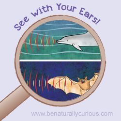 Under The Sea Science Activities, Under The Sea Science, Bat Echolocation, Sea World San Diego, Homeschooling Science, San Diego Kids, Bats For Kids, Science Tools, Structure And Function