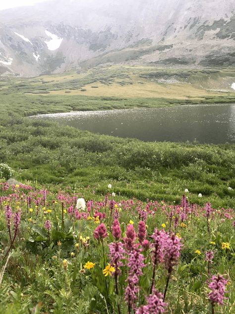 Colorado Family Vacation, Colorado Aesthetic, Colorado Wildflowers, Colorado Summer, Indian Paintbrush, Summer Hike, Breckenridge Colorado, Colorado Vacation, Continental Divide