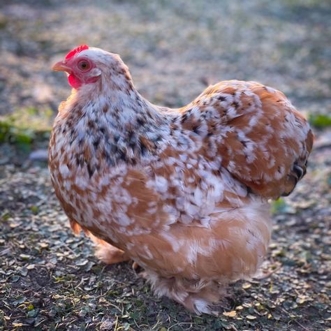 This new breed will be available in the fall of 2024! Calico Cochin Bantams are a favorite among the My Pet Chicken staff! If you're in search of a truly unique addition to your backyard flock, then look no further! The Calico Cochin Bantam is a pint-sized poultry marvel that combines charm, beauty, and personality all in one feathery package. A Feathered Masterpiece: The Calico Cochin Bantam is known for its stunning and intricate feather pattern. These birds showcase a delightful mosaic of col Cochin Bantam Chickens, Bantam Cochin Chickens, Cochin Bantam, Cochin Chickens, Chicken Pet, Pet Chicken, Bantam Chickens, Day Old Chicks, Silkie Chickens