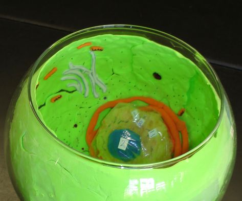 Plant cell in a fish bowl, 2010. Plant Cell Project, Plant Cell Model, Cell Model Project, Animal Cell Project, 3d Cell, Science Cells, Plant And Animal Cells, Cells Project, Cell Model