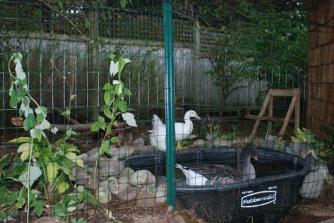 Duck Run Ideas With Pond, Stock Tank Duck Pond Ideas, Stock Tank Duck Pond, Duck Aviary, Goose Coop, Farm Ducks, Duck Pool, Duck Houses, Duck Pens