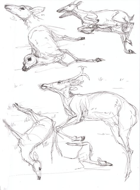 Dead Deer by Paso on DeviantArt Icon Aesthetic White, Nature Drawing Ideas, Deer Drawing, Icon White, Post Animal, Drawing Studies, Deer Art, Animal Drawing, 캐릭터 드로잉