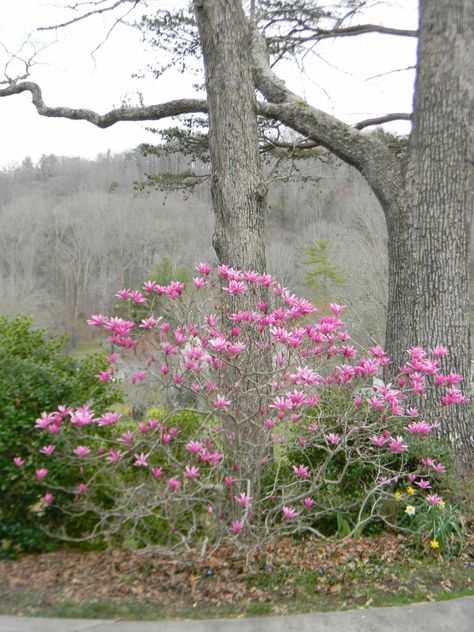 Magnolia 'Jane' (Jane Magnolia, Magnolia) | North Carolina Extension Gardener Plant Toolbox Japanese Magnolia Tree, Jane Magnolia, Beautiful Purple Flowers, Japanese Magnolia, Slow Flower, Soil Texture, Magnolia Tree, Flower Close Up, Plant Problems