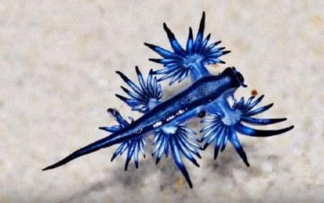 Glaucus atlanticus- Blue Dragon Blue Sea Slug, Glaucus Atlanticus, Bizarre Animals, Bawah Air, Sea Slugs, Tropical Sea, Sea Slug, Beautiful Sea Creatures, Underwater Creatures