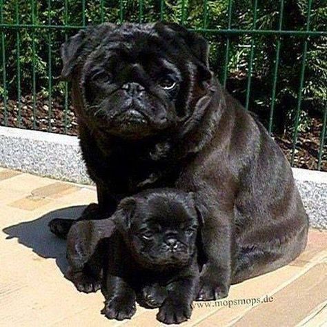 #PuggieWoofs Lap Dog Breeds, Mamma Bear, Black Pug Puppies, Cute Pug Puppies, Baby Pugs, Pug Pictures, Miniature Dogs, Black Pug, Pug Puppies