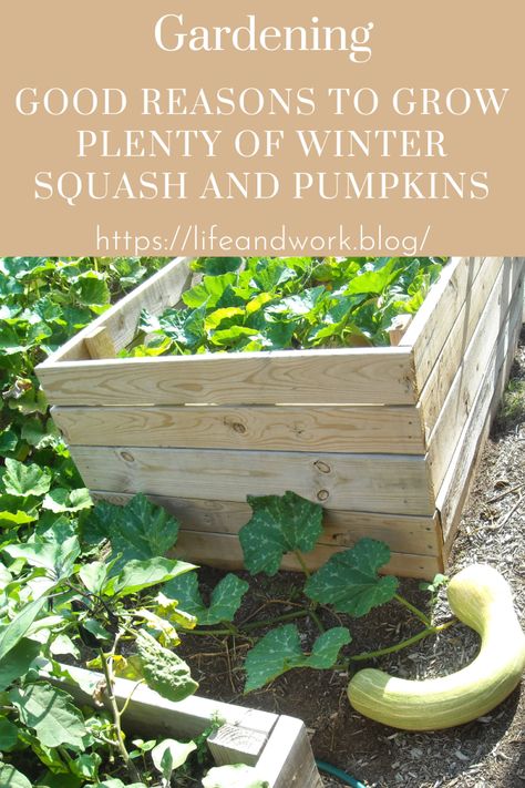 Good Reasons To Grow Plenty Of Winter Squash And Pumpkins Butternut Squash Pie, Winter Squash Recipes, Squash Plant, Squash Varieties, Pumpkin Garden, Winter Vegetables, Types Of Vegetables, Egg Laying, Acorn Squash