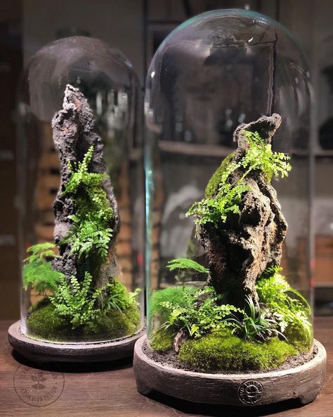 Terrarium Imaginarium on Instagram: “Cloche terrarium set made by @terravivadesign from Italy 🇮🇹 . Follow @terrarium.imaginarium” Wood And Glass Terrarium, Goth Terrarium, Terrarium Ideas Unique, Cloche Terrarium, Modern Terrarium, Bottle Terrarium, Beautiful Terrariums, Mini Terrarium, Moss Terrarium