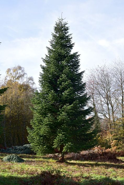 Grand Fir Tree, Pine Tree Reference, Pine Tree Photography, Tree Reference Photography, Pine Tree Landscaping, Trees Reference, Tree Reference, Michigan Trees, Trees Photos