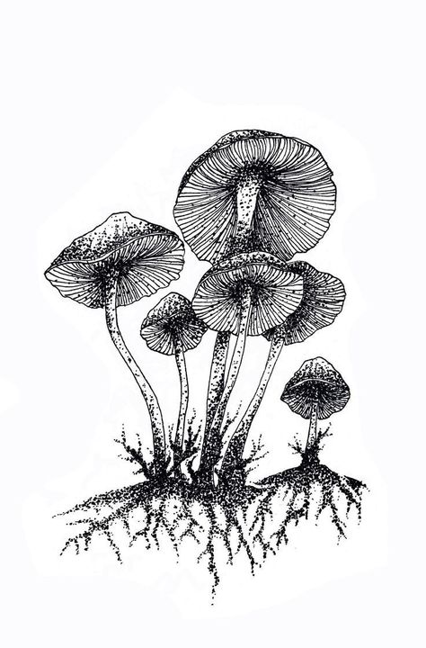 Fungi Drawings, Mushrooms Black And White, Illustration Mushroom, Mushroom Illustration, Mushroom Tattoos, Mushroom Drawing, Black And White Art Drawing, White Drawing, White Illustration