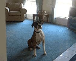 Dog Jumping, Love My Dog, Funny Dog Videos, Boxer Dogs, Dog Gifs, Happy Dogs, Training Tips, 귀여운 동물, Cute Funny Animals