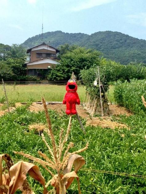 Farmer Uses Elmo Doll as a Scarecrow Japanese Farm, Elmo Doll, Walking Pictures, Wire Fence, Front Porch Decorating, Crows, Motion Sensor, Scarecrow, Disney Movies