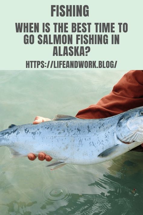 Fishing - When is the Best Time to Go Salmon Fishing in Alaska? Bear Catching Salmon, Alaska Fisherman, Chum Salmon, Salmon Species, Pacific Salmon, Crappie Fishing Tips, Fish Activities, Alaska Salmon Fishing, King Salmon