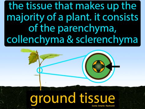 Ground Tissue definition: The tissue that makes up the majority of a plant, it consists of the parenchyma, collenchyma and sclerenchyma. Parenchyma Tissue, Plant And Animal Tissues Notes, Plant Tissue Flow Chart, Anatomy And Physiology Tissues, Plant Tissue Diagram, Ground Tissue, Plant Tissue, Medical School Essentials, Easy Science