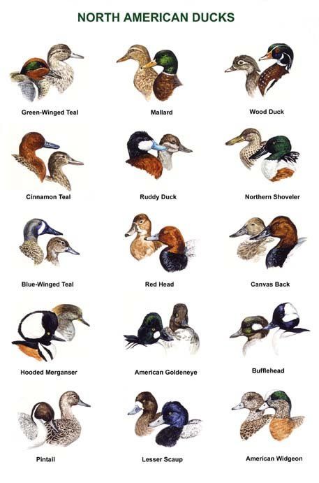 Types Of Ducks, Duck Species, Decoy Carving, Goose Hunting, Duck Boat, Bird Identification, Waterfowl Hunting, Hummingbird Feeder, Animal Tracks