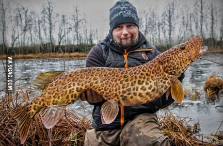 Extremely rare spotted Pike caught by Finnish angler Musky Fishing, Northern Pike, River Monsters, Fishing 101, Fauna Marina, Monster Fishing, Cool Fish, Fishing Pictures, Pike Fishing