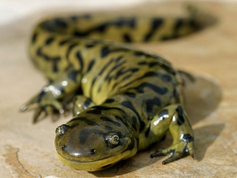 Tiger Salamander, Cottage Witch, Salamanders, Reptile Snakes, Living Things, Reptiles And Amphibians, Animal Friends, Zootopia, Exotic Pets