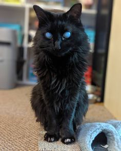 Most Beautiful Cat, Beautiful Cat Breeds, Cat Pose, Most Beautiful Cat Breeds, A Black Cat, Old Cats, Pretty Animals, Unique Cats, Warrior Cat