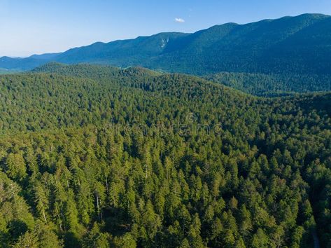 Aerial view of dense forest on the foothill of the Velebit Mountain royalty free stock photo Forest Aerial View, Aerial View, Free Stock Photos, Croatia, Royalty Free, Royalty Free Stock Photos, Forest, Stock Images, Stock Photos