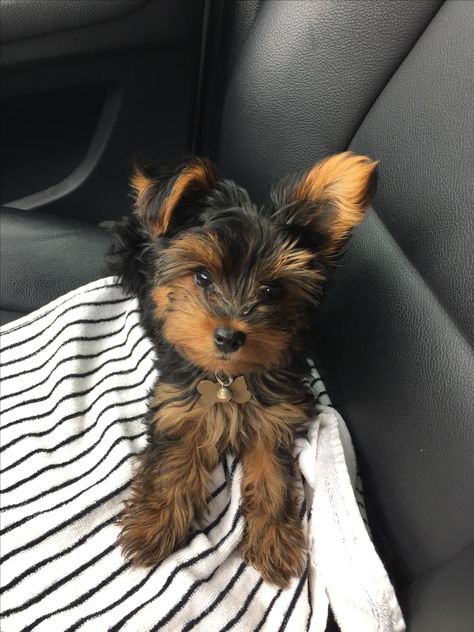 4 month old Yorkie Brown Yorkie Puppy, Brown Yorkie, Male Yorkie, Aesthetic Yorkie, Mini Yorkie, Party Yorkies Puppies, Elderberry Gummies, Yorkie Full Grown, Morkie Puppies