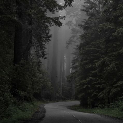 Dark Nature Photography, Paradis Sombre, 숲 사진, Werewolf Aesthetic, Dark Naturalism, Dark Forest Aesthetic, Dark Nature, Dark Green Aesthetic, Dark Nature Aesthetic