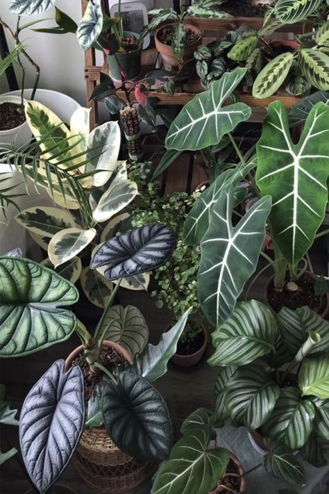 Alocasia Plant, Goth Garden, Plant Goals, Plants Are Friends, Leafy Plants, Inside Plants, Plant Aesthetic, House Plants Decor, House Plants Indoor