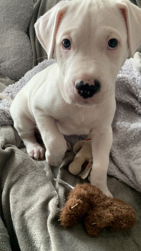 Puppy Pitbulls, Dogo Argentino Puppy, White Pitbull Puppies, White Pitbull, Pitbull Boxer, Pitbull Puppy, Cute Little Puppies, Cute Funny Dogs, Fluffy Animals