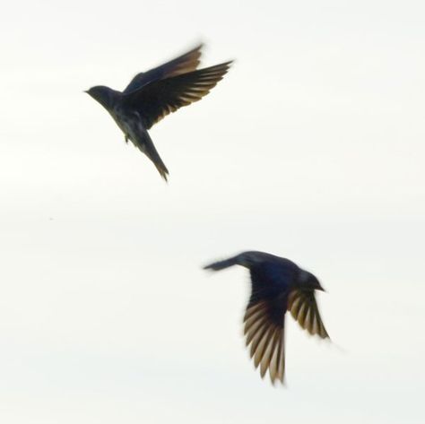 Purple Martin Bird Tattoo, Purple Martin Tattoo, How To Attract Purple Martins, Bird Taking Flight Tattoo, Magpie On Branch Tattoo, Martin Bird, Balance Tattoo, Purple Martin, Hawk Tattoo