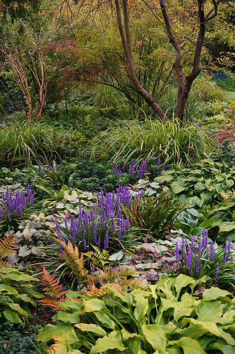 Liriope, Pulmonaria 'Jack Frost', Dryopteris erythrosora, Hosta in a shade garden | Flickr - Photo Sharing! Dryopteris Erythrosora, Shady Border, Dry Shade Plants, Liriope Muscari, Plant Combos, Planting Combinations, Plants Under Trees, Shade Garden Design, Bog Plants