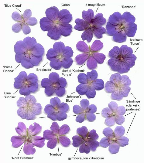 Hardy Geranium Size Comparison Chart- Blues/Violets Purple Geraniums, Geranium Biokovo, Ornamental Horticulture, Flower Garden Images, Blue Geranium, Geranium Sanguineum, Cranesbill Geranium, Small Garden Landscape, Hardy Geranium