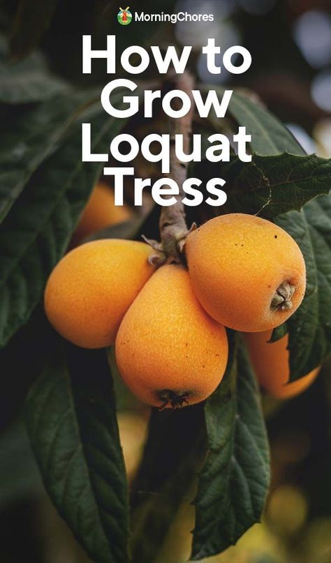 More people should be growing loquats. They're fantastic! Easy to grow, beautiful, and they produce delicious fruits. Here's how. Japanese Plum Tree, Loquat Tree, Plum Seed, Seed Raising, Japanese Plum, Homestead Life, Vegetable Benefits, Homestead Ideas, Sustainable Gardening