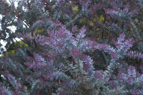 Paisajismo y Armonia: acacia bayleyana rubra Acacia Baileyana, Hydrangea Seeds, Climbing Hydrangea, Tree Seeds, Soil Improvement, Boiling Water, Large Plants, The Soil, Growing Tree