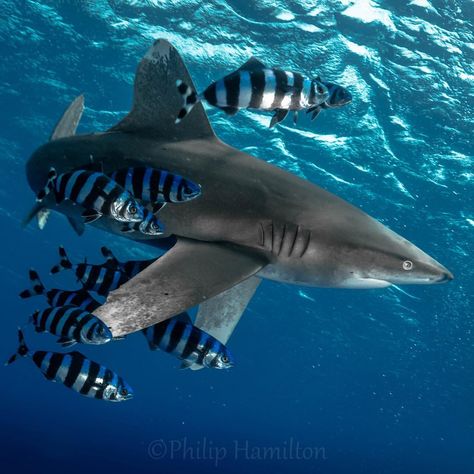 The oceanic white tip shark- longimanus-and its pilot fish friends. It is becoming harder to see this pelagic species since fishing… Philip Hamilton, Fish Facts, Underwater Drawing, Fish Pictures, Basking Shark, Types Of Sharks, Shark Photos, Ocean Nature, Reef Shark