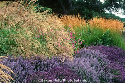 Miscanthus sinensis grass, Lavender, Lavatera and Calamagrostis acutiflora 'Karl Foerster' in drought tolerant garden border - Cover of Plants and Landscapes for Summer-Dry Climates Ornamental Grass Landscape, Mallow Plant, High Country Gardens, Denver Botanic Gardens, Drought Tolerant Garden, Perennial Grasses, Meadow Garden, California Garden, Dry Garden