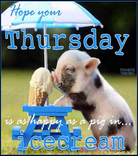 Hope your Thursday was Happy and Friday's a blast! Weekday Humor, Funny Thursday Quotes, Thursday Meme, Happy Thirsty Thursday, Longhair Haircut, Thursday Pictures, Happy Thursday Images, Thursday Images, Thursday Greetings