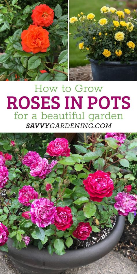 Rose Planter Ideas, Roses In Containers Pots Patio, Growing Roses In Pots, Rose Planting Ideas, How To Take Care Of Roses In A Pot, Mini Rose Plant Care, Flower Container Garden, Mini Roses Outdoors, Roses In Containers