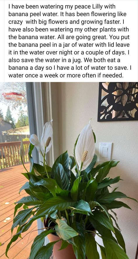 How To Care For A Peace Lily Houseplant, Peace Lily Benefits, Peace Lily Plant Care, Lilly Plants, Natural Plant Fertilizer, Peace Lily Care, Peace Plant, Lily Plant Care, Peace Lillies