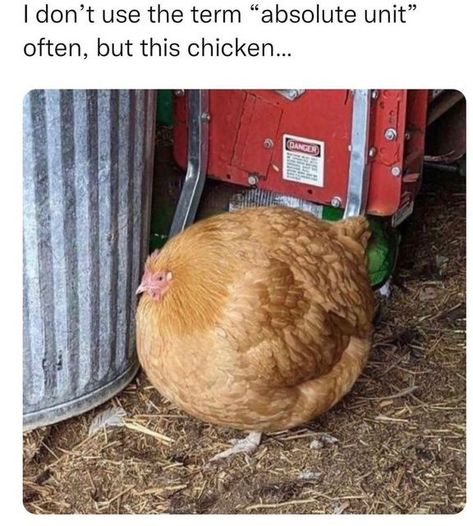 Chicken Memes, Silly Animals, Funny Animal Memes, Funny Animal, Cute Little Animals, Tumblr Funny, Animal Memes, Cute Funny Animals, Animal Gifs