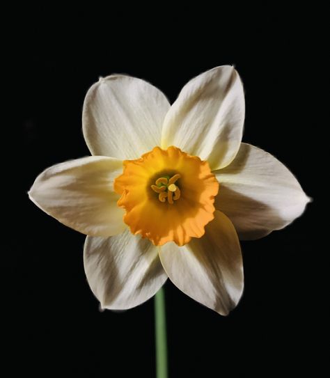 Flower Reference Black And White, Narcissus Photography, Narcissus Flower Painting, Narcisse Flower, Daphodil Flower, Daffodils Aesthetic, Jonquil Flower, Flower Reference, Narcissus Flower