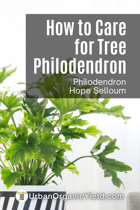 Hope Philodendron, Philodendron Hope Selloum, Philodendron Plant Care Tips, Philodendron Selloum Care, Philedondren Plant, Selloum Plant, Tree Philodendron Care, Tree Philodendron, Philodendron Selloum