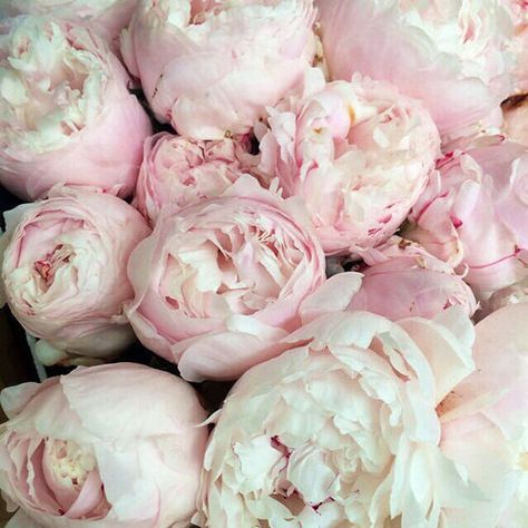 amarepervivere: More? 2014 Girly Aesthetic, Tumblr Girly Aesthetic, Katie Fitch, Dolls Aesthetic, Tumblr Girly Aesthetic 2013, Southern Preppy, Peonies Season, Steel Magnolias, Hanna Marin