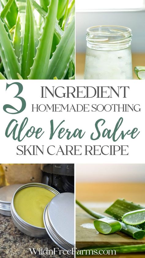 aloe vera salve Using Aloe Vera Plant, Diy Aloe Vera Gel, Aloe Uses, Aloe Vera Diy, Aloe Vera Recipes, Healing Salve Recipe, Aloe Vera Lotion, Fresh Aloe Vera Gel, Aloe Vera Benefits