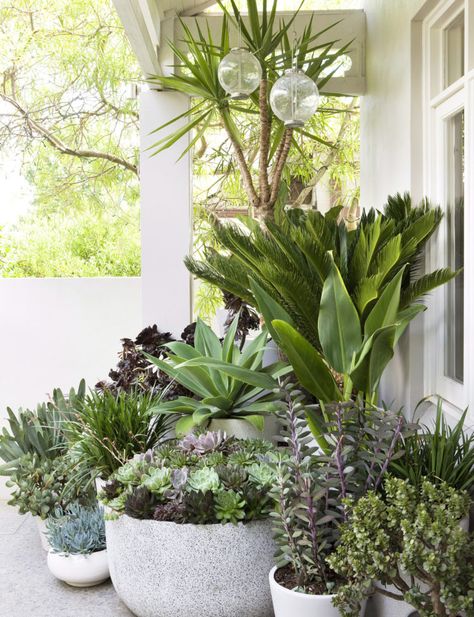 Drought Tolerant Landscape, Beautiful Patios, Patio Plants, Small Garden Design, Tropical Garden, Drought Tolerant, Succulents Garden, Raised Garden Beds, Raised Garden